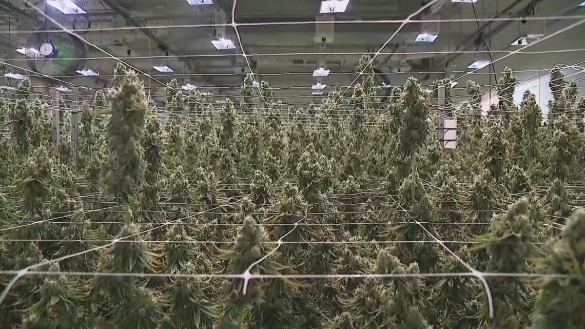 Ohio medical marijuana facility prepares for recreational use this summer [Video]