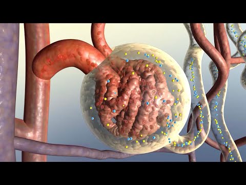 How Your Kidneys Work [Video]