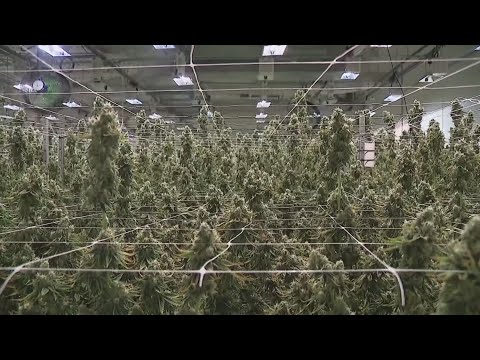 Medical marijuana facility prepares for recreational use this summer [Video]