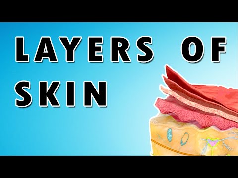Skin Layers – Stratum Corneum, Basale, Granulosum, and Spinosum [Video]