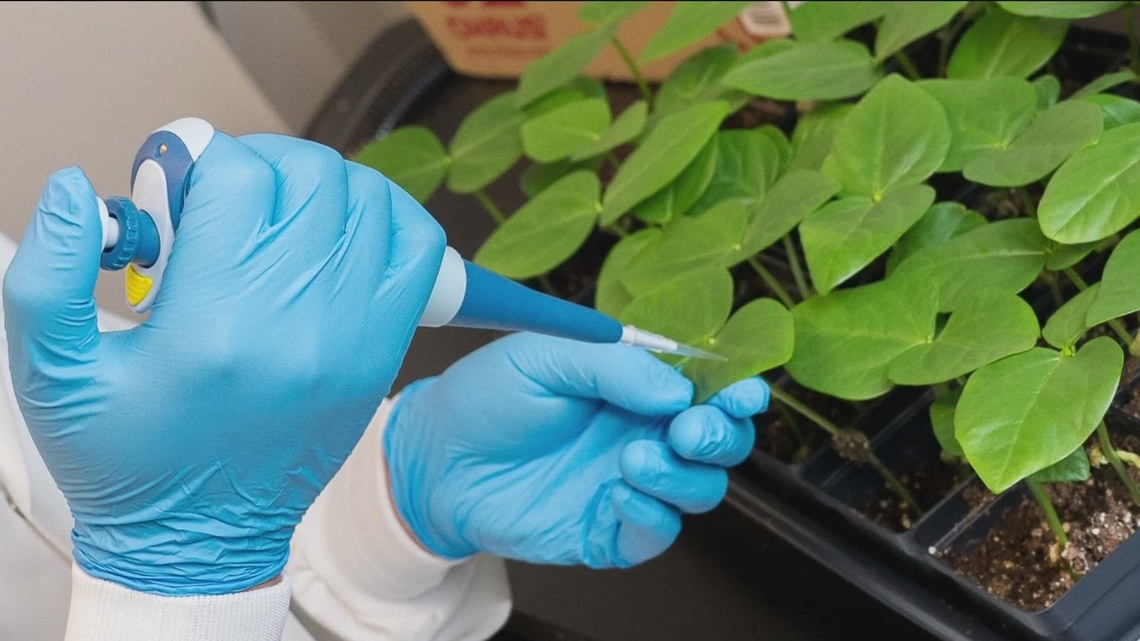 UC San Diego study finds plant virus that fights cancer [Video]
