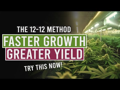 Fast Tracking Growing with the 12-12 Cycle! [Video]