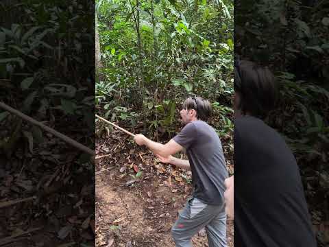 Blow dart (no frog poison was used!). traditional Amazon rainforest indigenous blow dart [Video]
