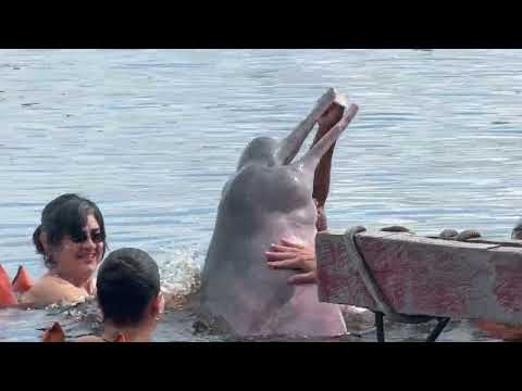 Pink dolphin in Amazon River/Rio Negro, Manaus, Brazil [Video]