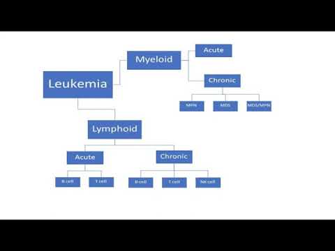Foundation 6/7: What does "Leukemia" mean? [Video]